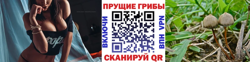 Купить где  Кашин  Псилоцибиновые грибы ЛСД 